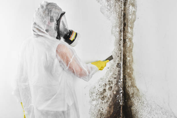 Best Attic Mold Removal  in Wrightsboro, NC