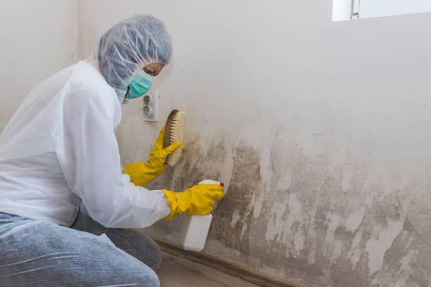 Best Commercial Mold Removal  in Wrightsboro, NC