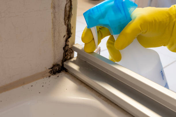 Mold Removal Process in Wrightsboro, NC