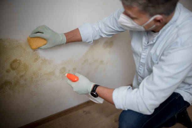 Best Mold Removal Specialists  in Wrightsboro, NC
