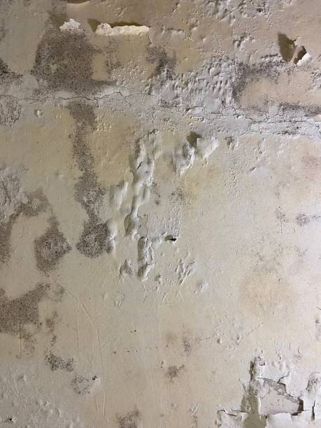 Best Mold Testing  in Wrightsboro, NC